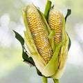 Peaches & Cream Corn Seeds | Hybrid Fresh Vegetable Seeds | Zea mays | Non-GMO, High Yield, Sweet Flavor