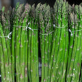 Asparagus Seeds 25 Heirloom Mary Washington Tasty Healthy Vegetable Asparagus officinalis