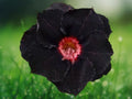 4 Seeds Desert Rose Adenium Obesum Black Red Flower Succulent Bonsai Tropical Patio Plant
