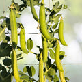 Lincoln Pea Seeds | NON-GMO Heirloom Seeds | Fresh Edible Variety | Pisum sativum