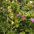 Four O'Clock Seeds - 100+ Broken Colors - Tender Perennial Flower - Mirabilis jalapa Seeds