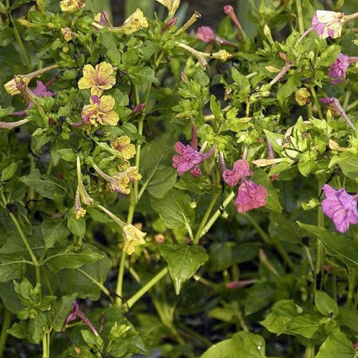 Four O'Clock Seeds - 100+ Broken Colors - Tender Perennial Flower - Mirabilis jalapa Seeds