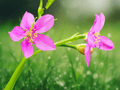 10 Seeds Talinum paniculatum Jewels of Opar Herb Plant