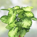 Arrowhead Houseplants 2-Pack with Decorative Pots, Syngonium podophyllum, Easy Care, Air Purifying, Folklore Charm