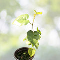Silver Birch Seeds - Fast Growing Betula pendula - 100+ High-Quality Seeds for Planting, Free Shipping