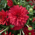 Magic Cranberry Mum Seeds 200+ Pack Chrysanthemum Flower Seeds Garden Planting Fall Decor Chrysanthemum indicum