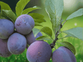 1 Live Plant Italian Plum Tree Grafted 2 Ft Tall in Pot, Sweet Purple Fruit, Outdoor Orchard Tree, Pollinator Friendly
