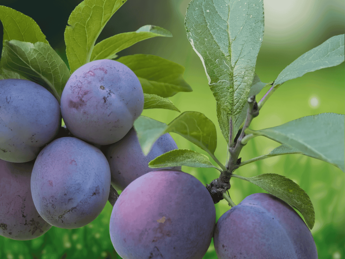 1 Live Plant Italian Plum Tree Grafted 2 Ft Tall in Pot, Sweet Purple Fruit, Outdoor Orchard Tree, Pollinator Friendly