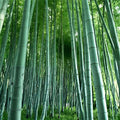 Giant Bamboo Seeds 50+ for Planting Privacy Screen Phyllostachys edulis Clumping Bamboo Seeds