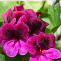 Geranium Seeds 100+ Fireberry Fantasy Fragrant Non-GMO Flower Seeds Pelargonium Perfect for Gardens