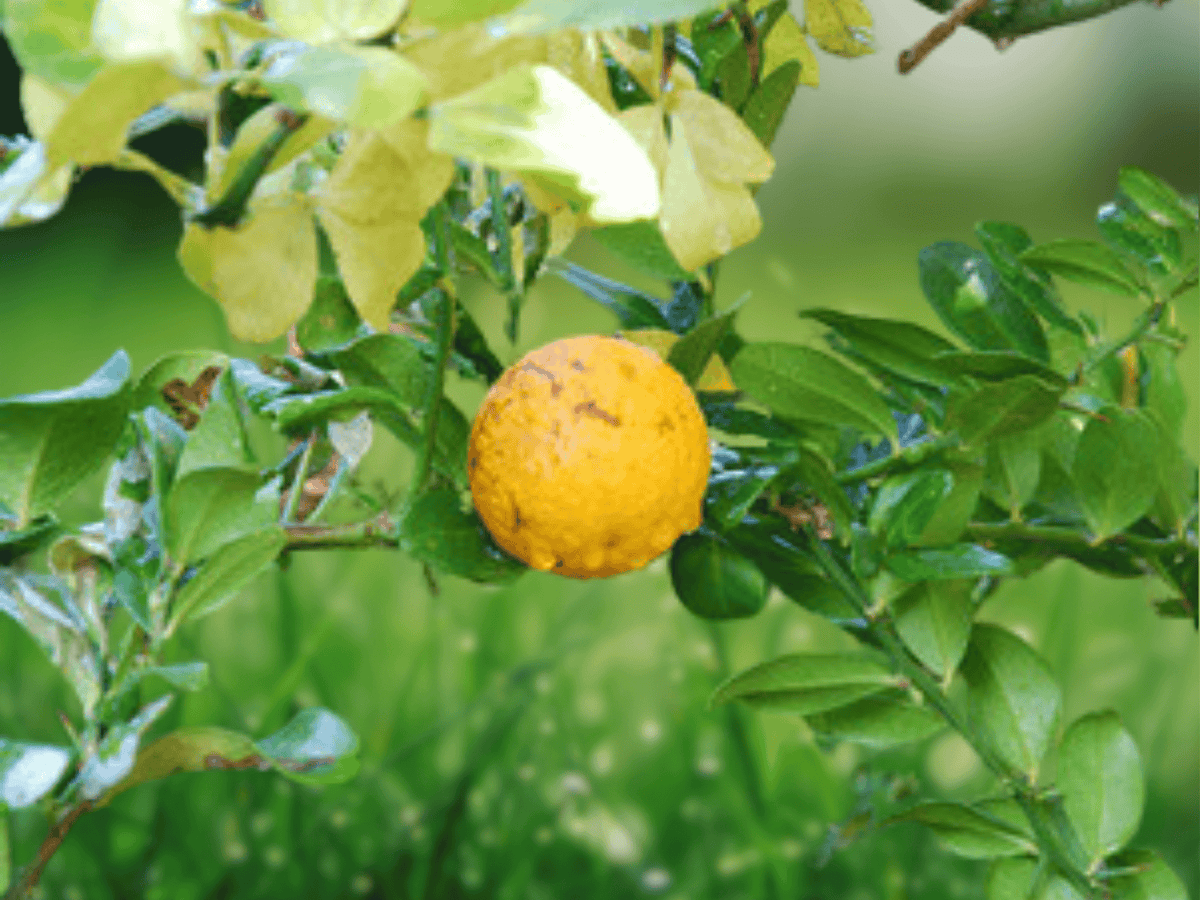 5 Seeds Poncirus trifoliata Flying Dragon Hardy Orange Bonsai Rootstock Cold Hardy Citrus Relative