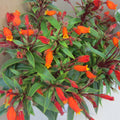 Gloxinia Freshly Cut Leaf Azure Variety Indoor Plant Gloxinia sylvatica