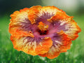 20 Seeds Orange Purple Hibiscus Bicolor Tropical Perennial Fragrant Easy Grow Attract Butterflies