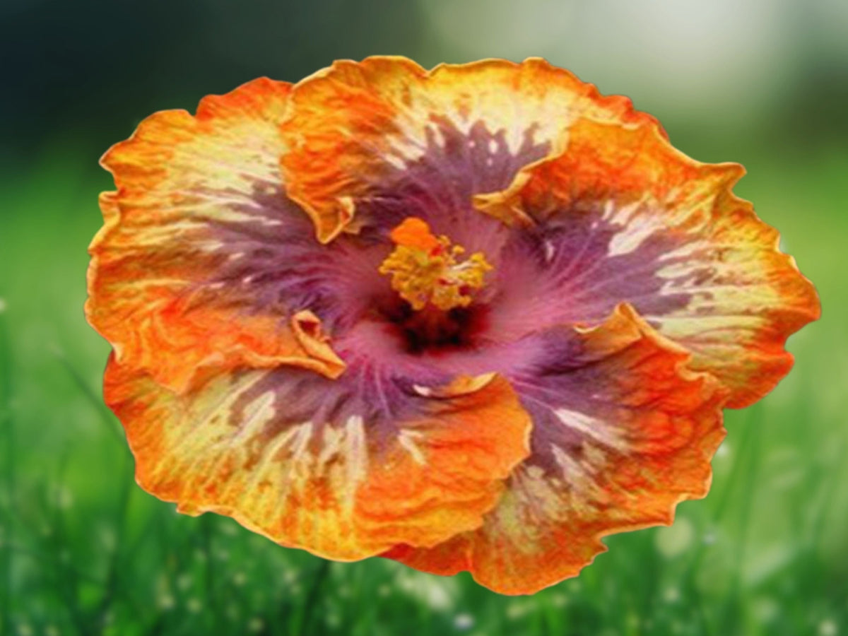 20 Seeds Orange Purple Hibiscus Bicolor Tropical Perennial Fragrant Easy Grow Attract Butterflies