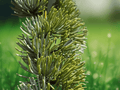 5 Seeds Corkbark Fir Abies lasiocarpa Evergreen Conifer Tree