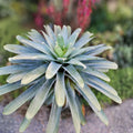 Alcantarea Imperialis 'Silver' Bromeliad 9" Pot - Tropical Indoor Plant with Unique Silver Coloration, Ornamental Houseplant