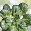 Tatsoi Seeds 300+ Count Tah Tsai Spoon Mustard Spinach Mustard Rosette Bok Choy (Brassica rapa subsp. narinosa) USA