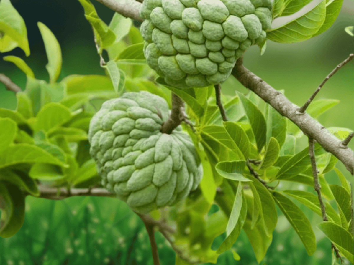 5 Seeds Annona squamosa Custard Apple Tree Sugar Apple Tropical Fruit
