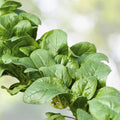 Carmel Spinach Seeds | F1 Hybrid | Fresh Garden Seeds | Spinacia oleracea - Ideal for Home Gardening and Healthy Eating