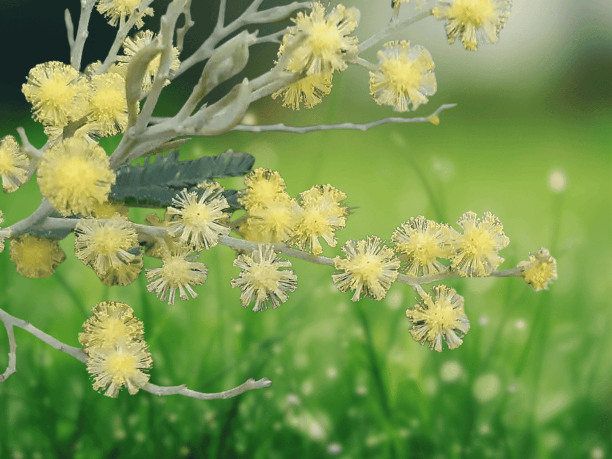 5 Seeds Acacia dealbata Silver Wattle Evergreen Tree Seeds