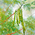 Moringa Oleifera Live Plant - 20-24 Inches - Drumstick Tree - Nutrient-Rich Superfood - Edible Leaves - Indoor/Outdoor Plant
