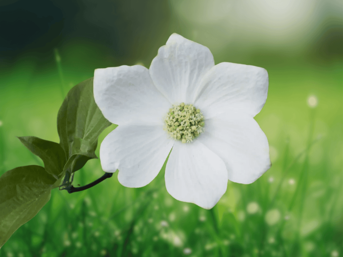 5 Seeds Cornus nuttallii Pacific Dogwood Tree Ornamental Flowering Native Shade Tree