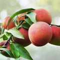 Dwarf Peach Tree Seeds - Fast Growing Variety, Prunus persica, 12 Pack - Free Shipping from US Seller