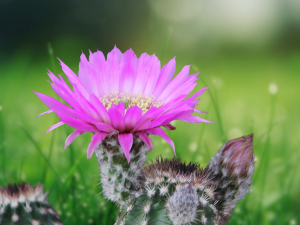10 Seeds Echinocereus reichenbachii var. baileyi Hedgehog Cactus