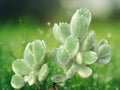 1 Rooted Plant Variegated Bear's Paw Succulent Cotyledon tomentosa Fuzzy Leaves Indoor Garden