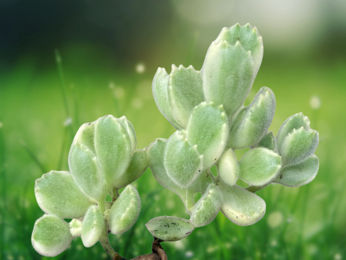1 Rooted Plant Variegated Bear's Paw Succulent Cotyledon tomentosa Fuzzy Leaves Indoor Garden