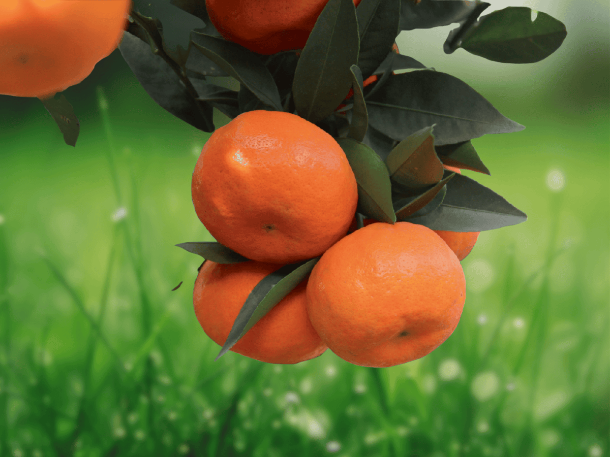 5 Seeds Changsha Mandarin Orange Cold Hardy Citrus Tree