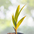Sprouted Yellow Dwarf Coconut Tree 6–8" - Rare Live Plant, Cocos nucifera - Costa Rican Variety