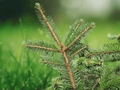 5 Seeds Picea koraiensis Korean Spruce Evergreen Cold Hardy Conifer Tree
