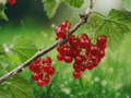 1 Live Plant Red Lake Currant Ribes rubrum Well Rooted Starter Plant