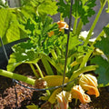 Golden Zucchini Squash Seeds - 500 Non-GMO Heirloom Organic Vegetable Seeds - Cucurbita pepo for Garden Planting