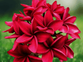 5 Seeds Plumeria rubra Red Frangipani Tropical Flowering Tree