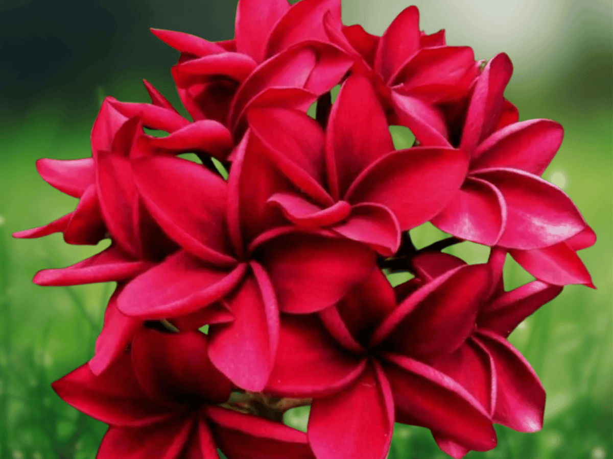 5 Seeds Plumeria rubra Red Frangipani Tropical Flowering Tree