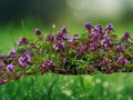 300 Creeping Thyme Seeds, Thymus Serpyllum, Ground Cover Perennial Herb, Pink Purple Blooms, Drought Tolerant