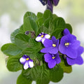 African Violet Leaf Cutting - Rainbow Butterflies Variety - Saintpaulia ionantha Propagation Plant