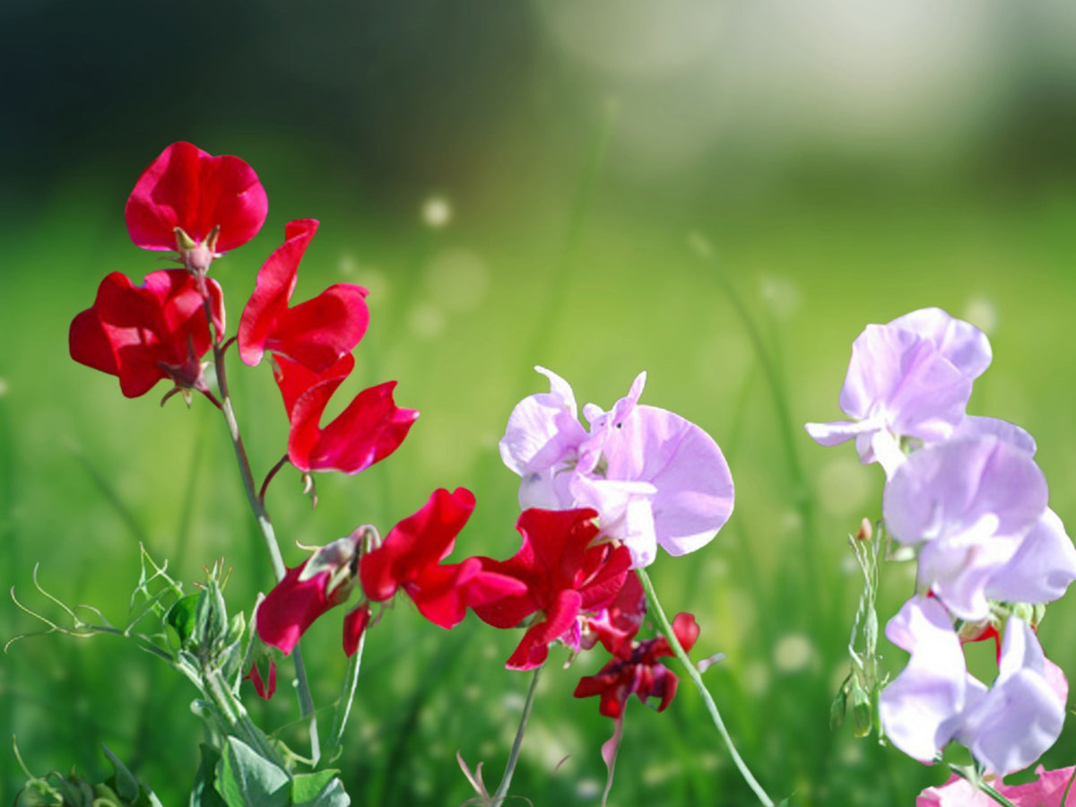 25 Seeds Mammoth Mix Sweet Pea Lathyrus Odoratus Fragrant Climbing Vine Colorful Cut Flower Annual Garden