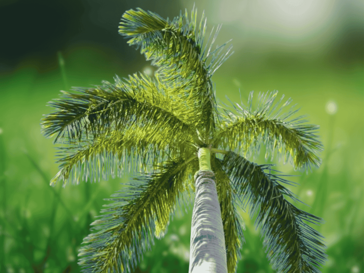 5 Seeds Royal Palm Roystonea regia Tropical Palm Tree Ornamental