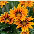 Gazania Plant - 3-Inch Pot - Yellow and Red Flowers - Gazania rigens