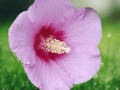 10 Seeds Hibiscus paramutabilis Hardy Tree Hibiscus Flowering Shrub