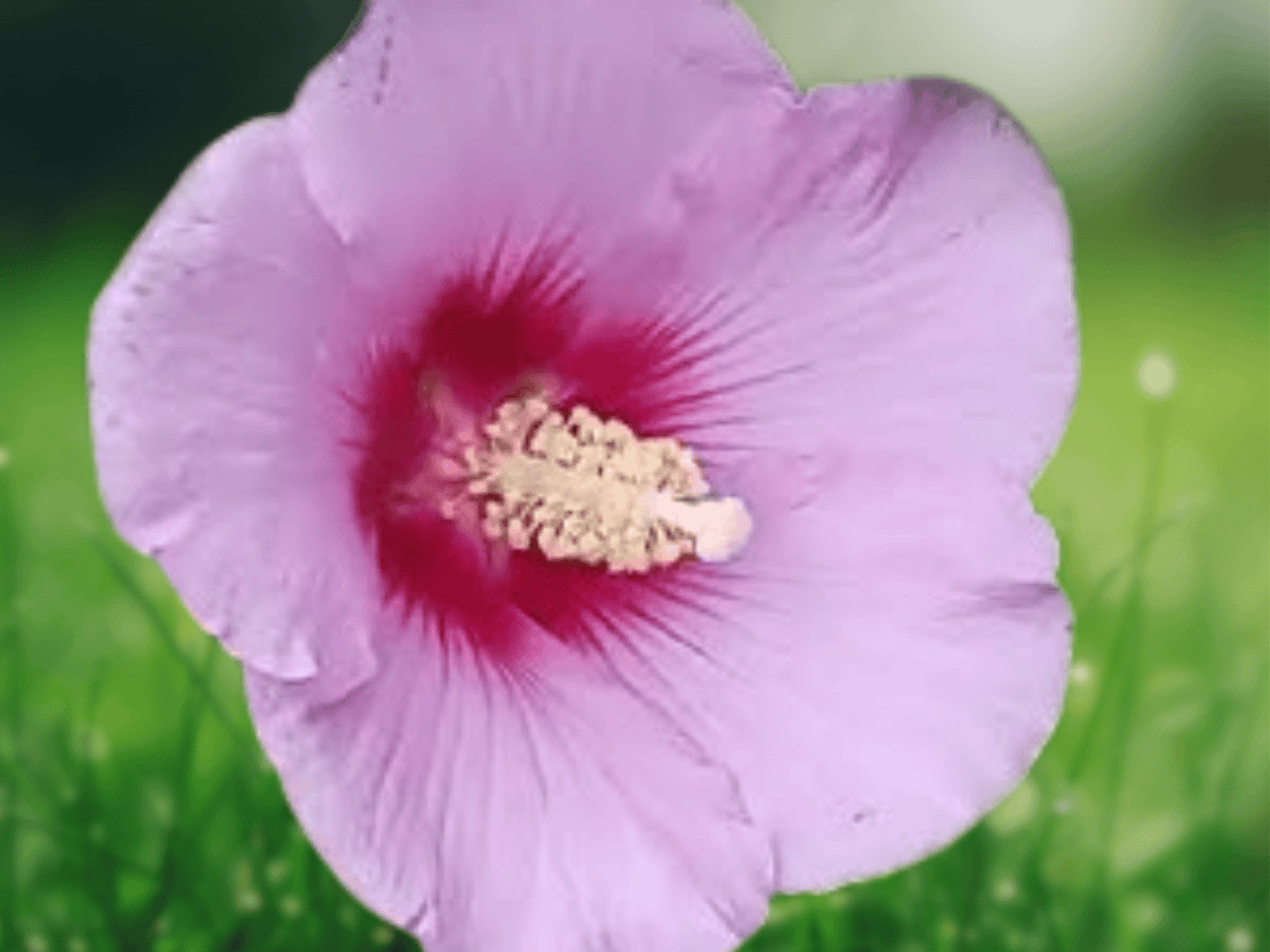 10 Seeds Hibiscus paramutabilis Hardy Tree Hibiscus Flowering Shrub