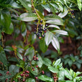 Cherry Laurel Cuttings 50+ Unrooted Shrubs Hedges Evergreen Prunus laurocerasus Organic