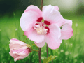 3 Live Plants Althea Hibiscus syriacus Rose of Sharon 12 Inch Tall Bare Root
