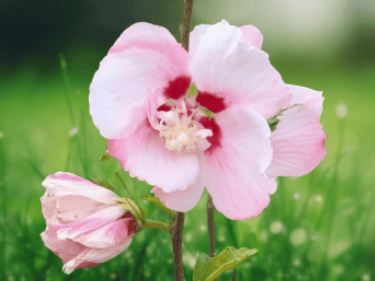 3 Live Plants Althea Hibiscus syriacus Rose of Sharon 12 Inch Tall Bare Root