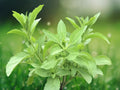 250 Stevia Sweetleaf Seeds - Heirloom Stevia Rebaudiana Natural Sweetener Herb Garden Easy Grow Patio Container Plant