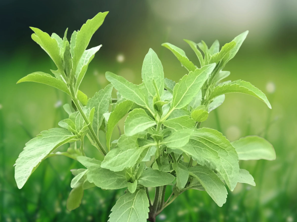 250 Stevia Sweetleaf Seeds - Heirloom Stevia Rebaudiana Natural Sweetener Herb Garden Easy Grow Patio Container Plant