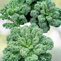 Kale Seeds 100 Heirloom Non-GMO Vates Blue Curled Scotch Organic Vegetable Gardening Brassica oleracea